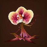 埃门谷花苗