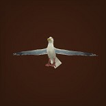 Jacob the Test Seagull