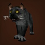 灰猫